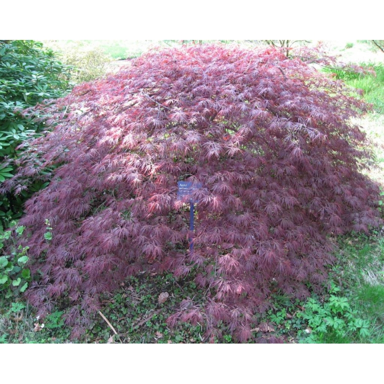 Acer palmatum'Ornatum' 