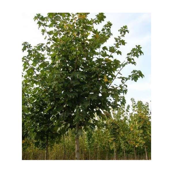 Acer pseudoplatanus'Negenia' 