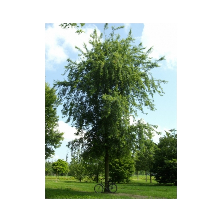 Acer saccharinum'Laciniata Wieri' 