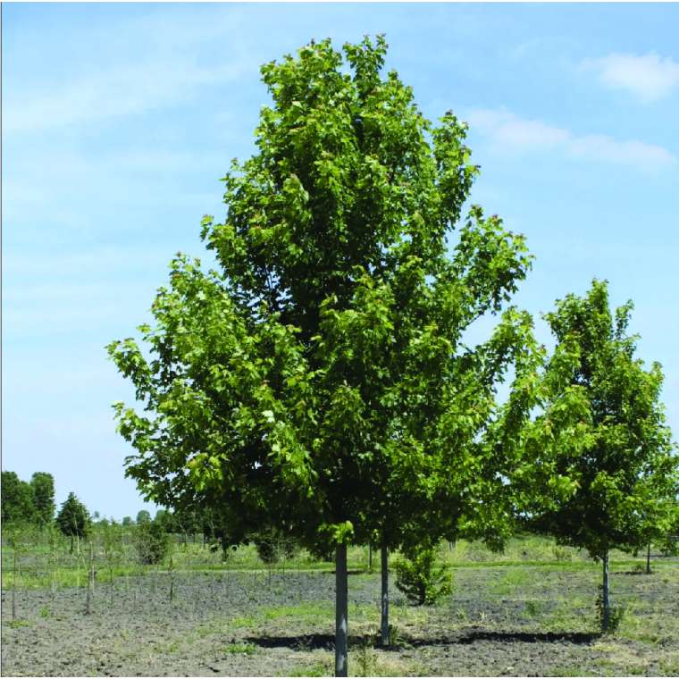 Acer freemanii'Jeffersred' 