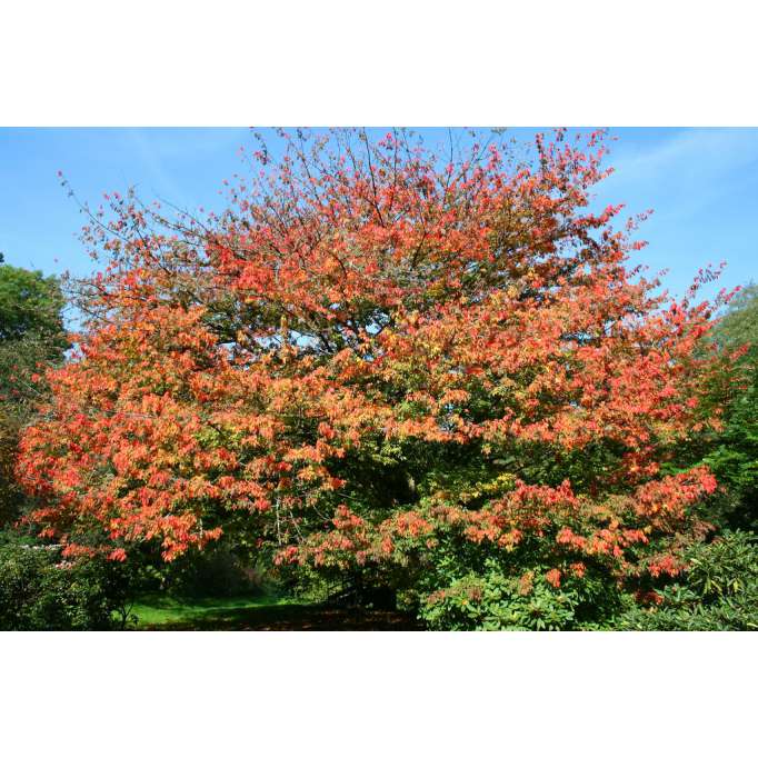 Acer Cissifolium 