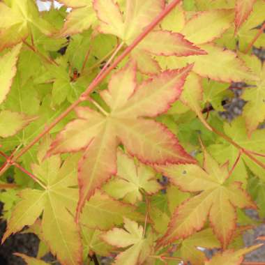 Acer palmatum'Bi-hoo' 