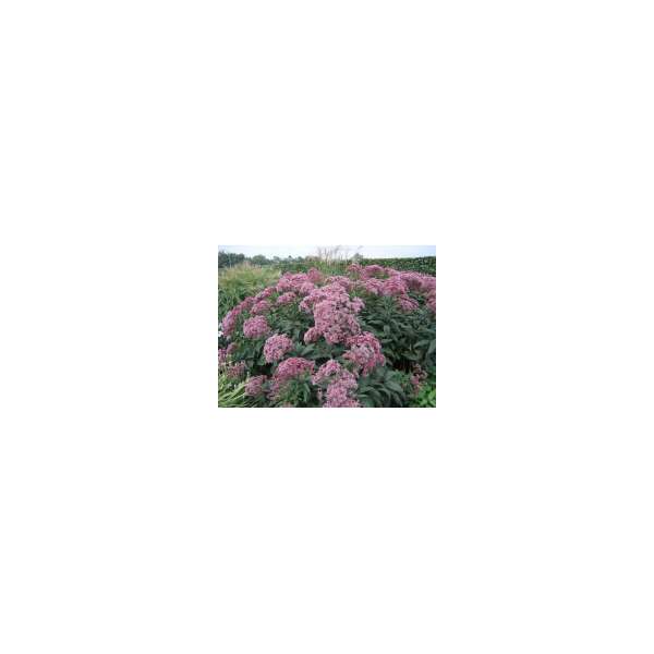 Eupatorium maculatum'Riesenschirm' 