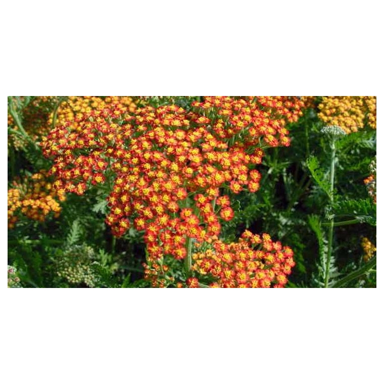 Achillea'Feuerland'