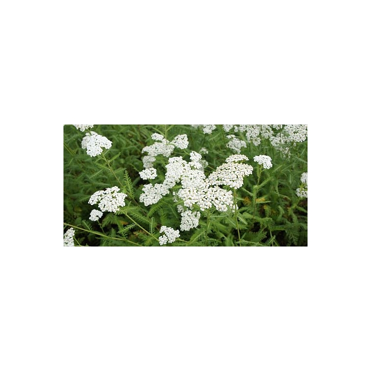 Achillea millefolium'Schneetaler'