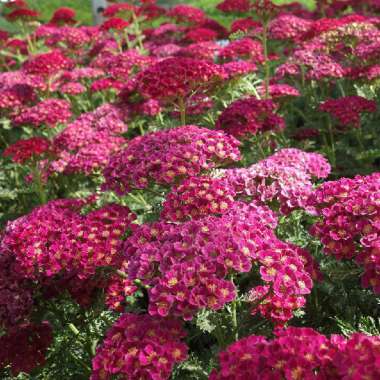 Achillea millefolium'Heidi'