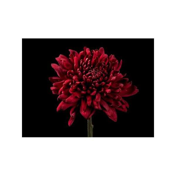 Chrysanthemum'Red Velvet'