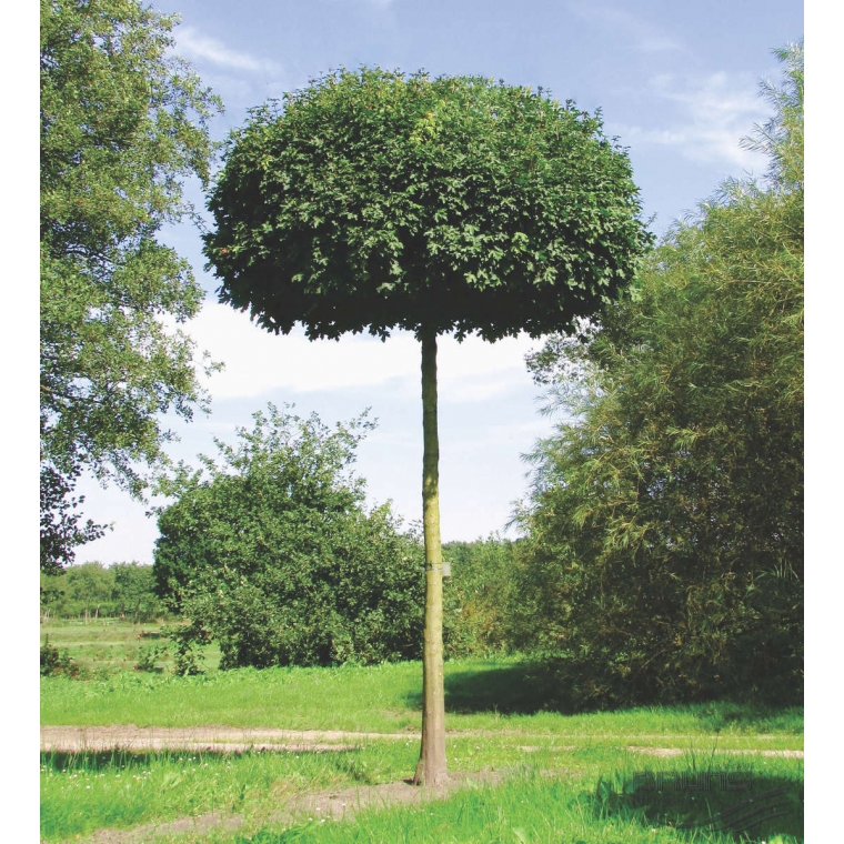 Acer campestre'Nanum' 