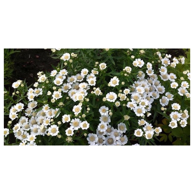 Achillea ptarmica'Nana Compacta'