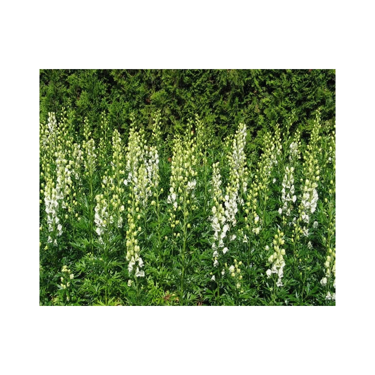 Aconitum napellus'Album'