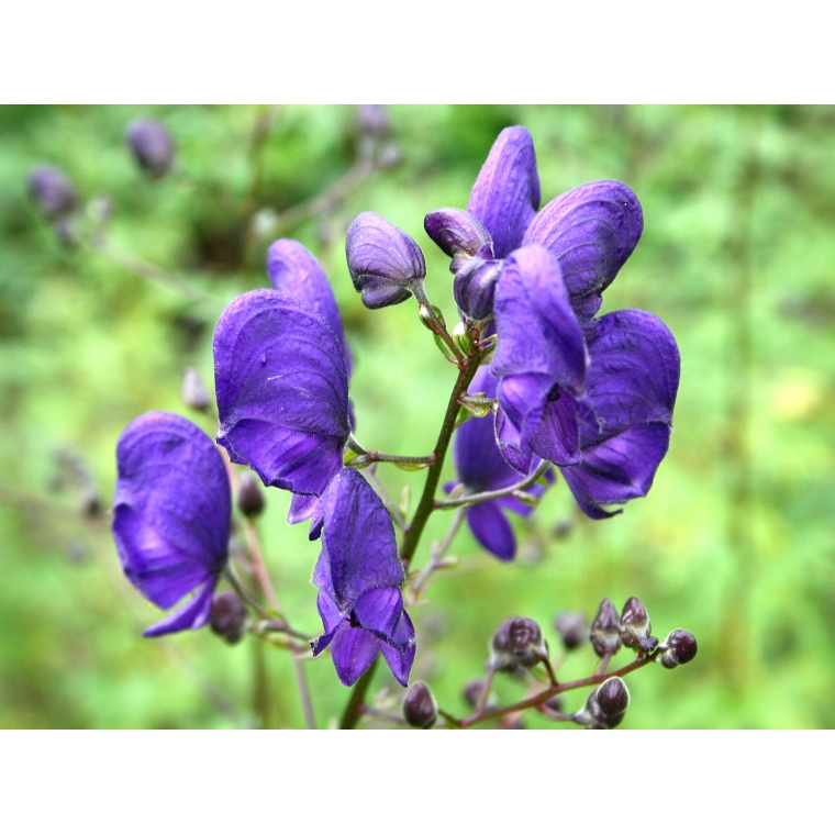 Aconitum napellus