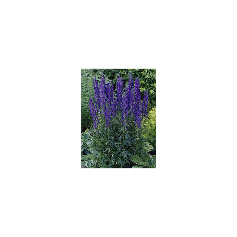 Aconitum henryi'Spark's Variety'