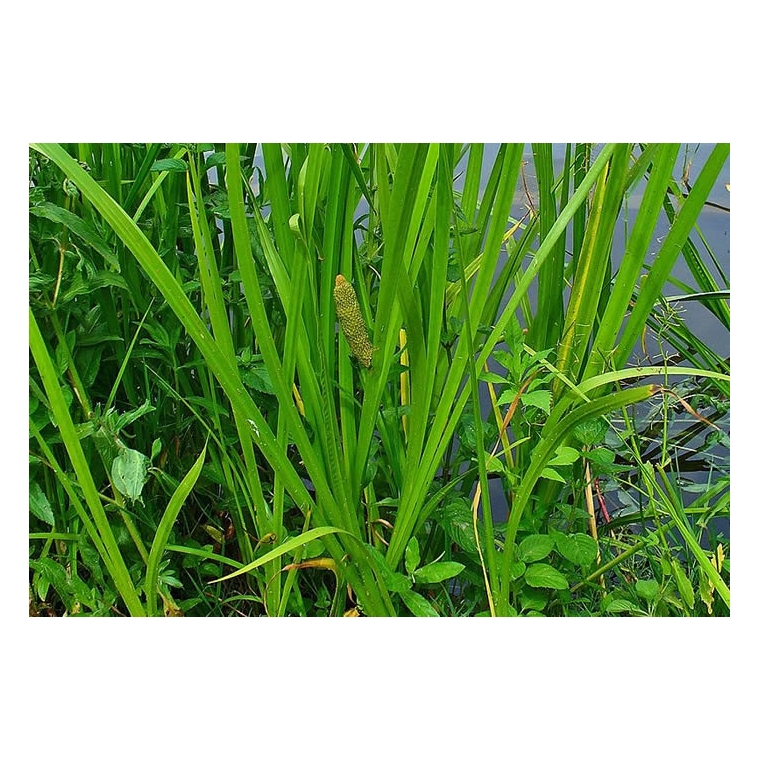 Acorus calamus