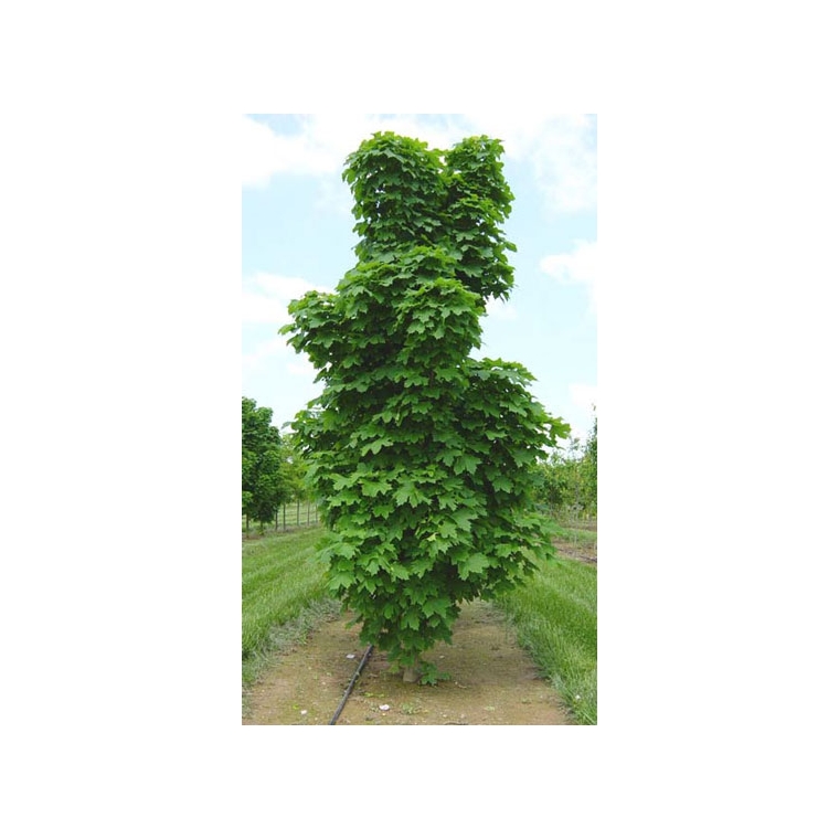 Acer platanoides'Columnare' 