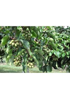 Actinidia arguta'Geneva' 