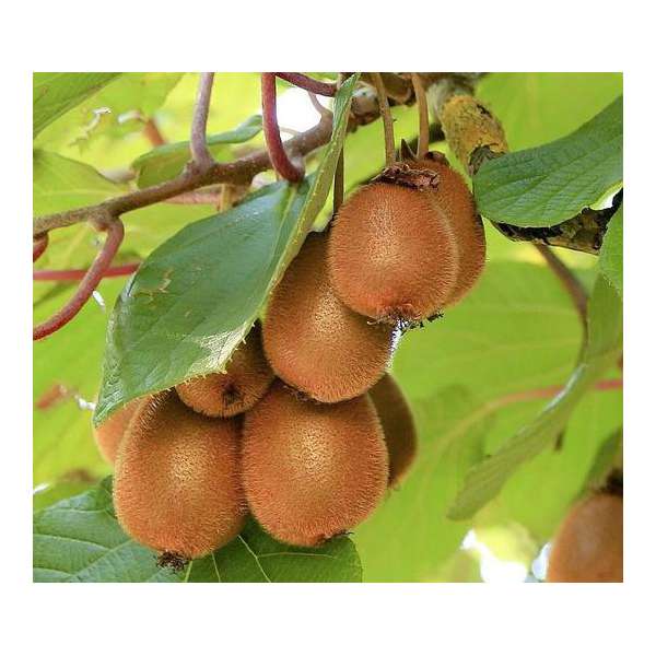 Actinidia deliciosa'Solo' 