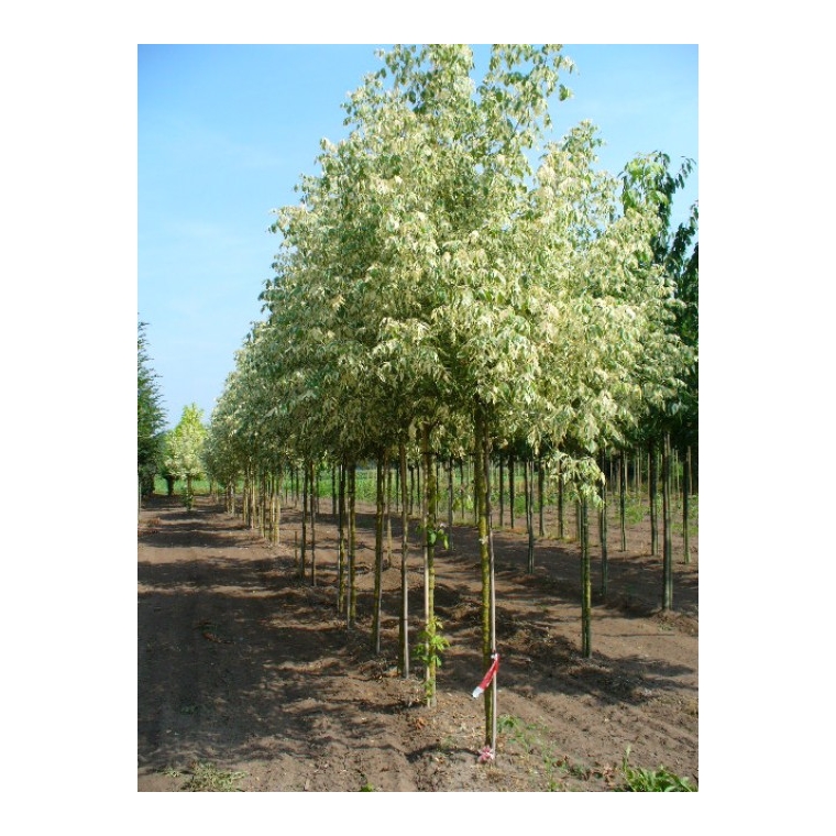 Acer negundo'Aureomarginatum' 