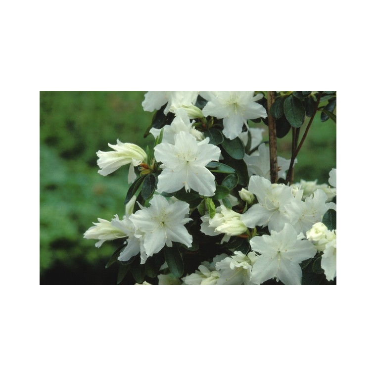 Azalea japonica'Adonis' 