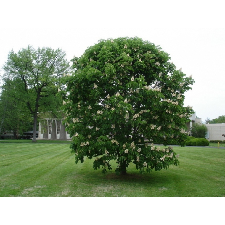 Aesculus hippocastanum'Baumannii' 
