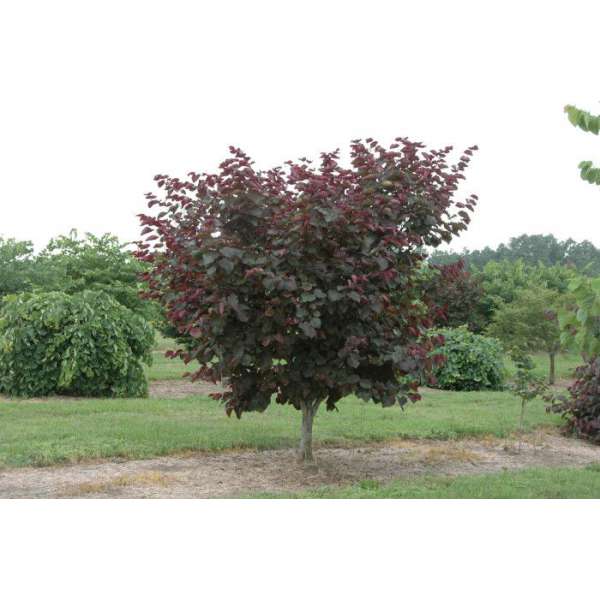 Cercis canadensis'Merlot' 
