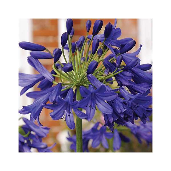Agapanthus'Flower of Love' 