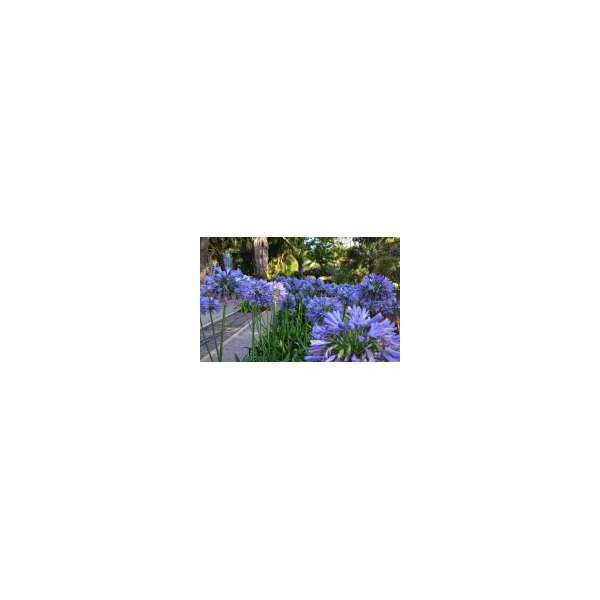 Agapanthus africanus 