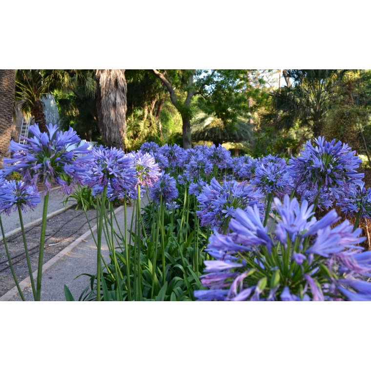 Agapanthus africanus 