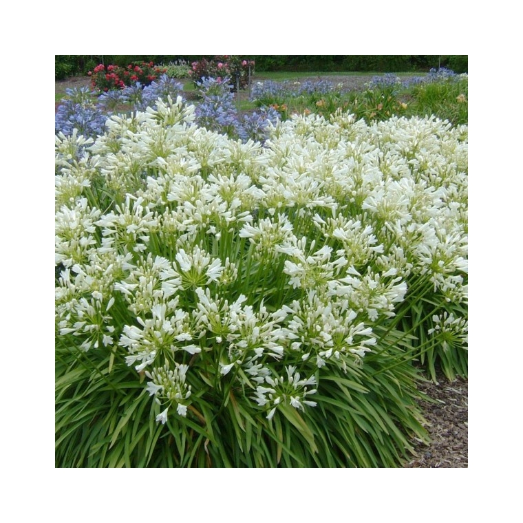 Agapanthus africanus'Albus' 