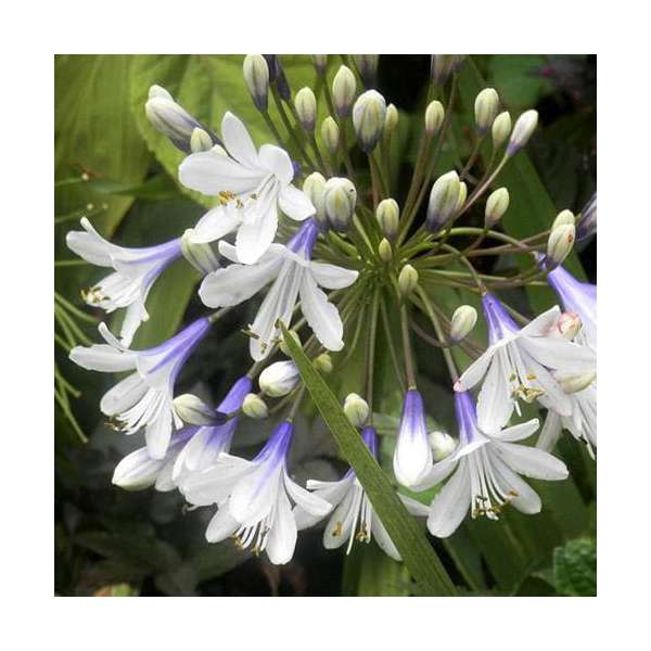 Agapanthus'Fireworks'