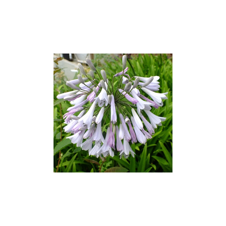 Agapanthus'Windsor Grey' 