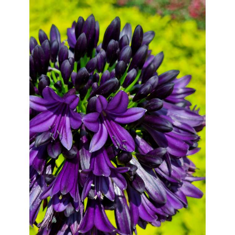 Agapanthus'Black Jack' 