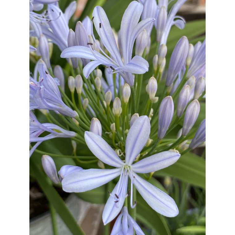 Agapanthus'Crystal Blue 