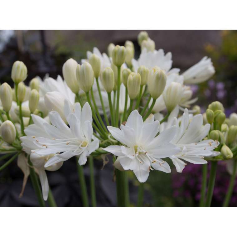Agapanthus'Double Diamond' 