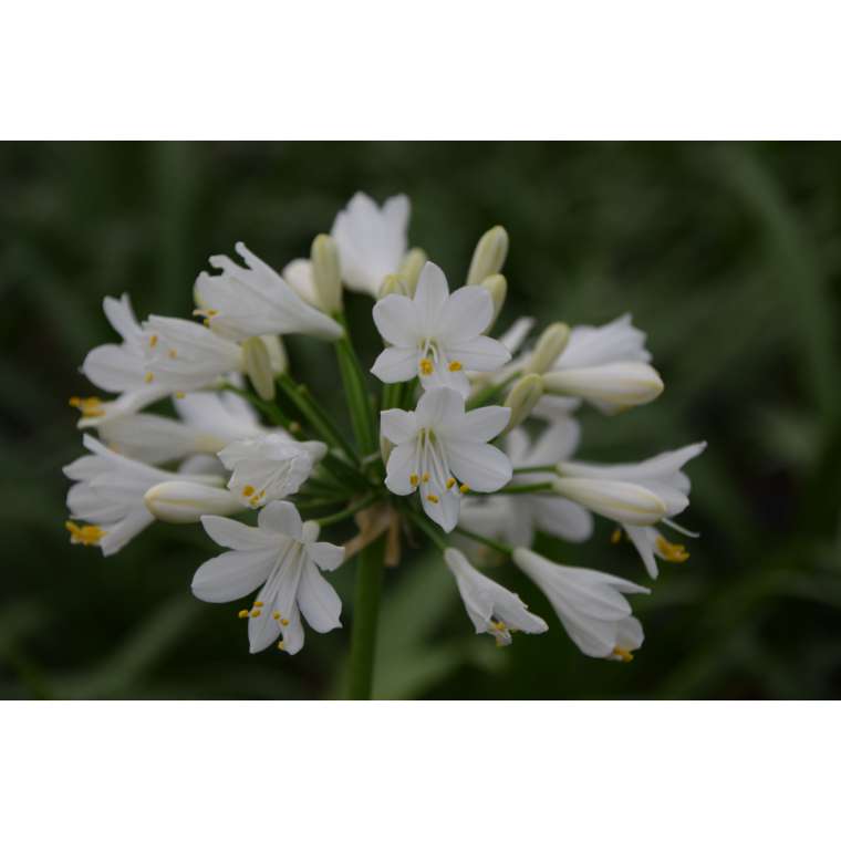 Agapanthus'Ever White' 