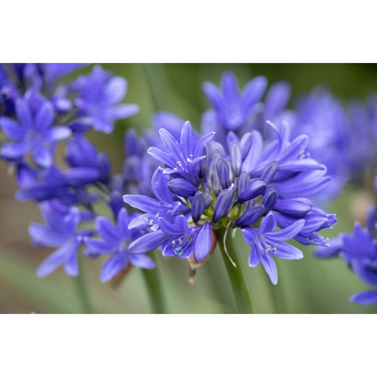 Agapanthus'Pino' 