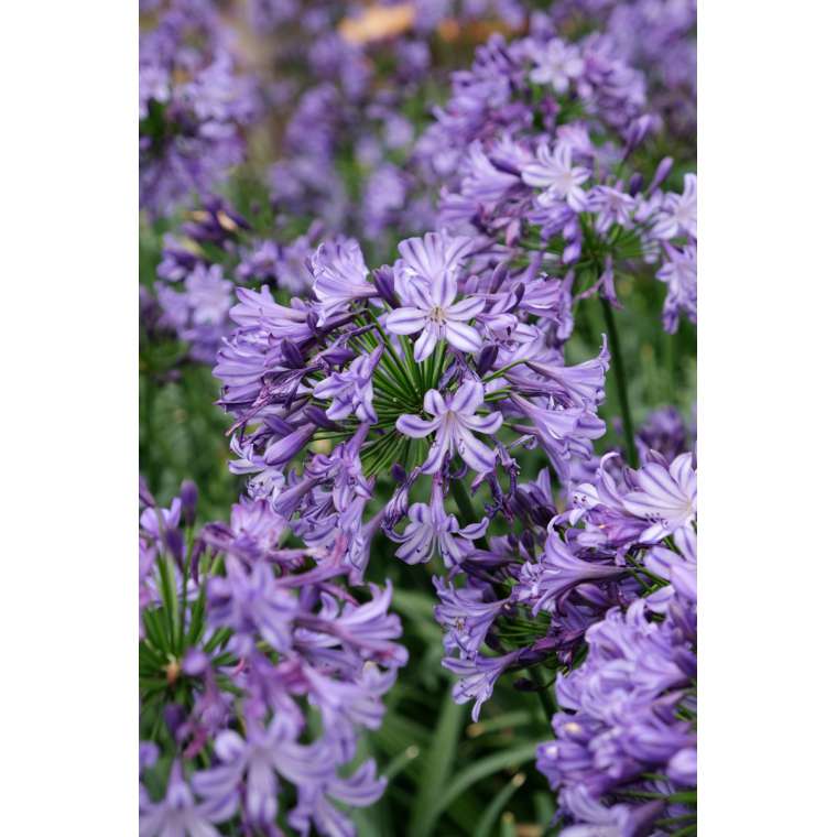Agapanthus'Poppin Star' 