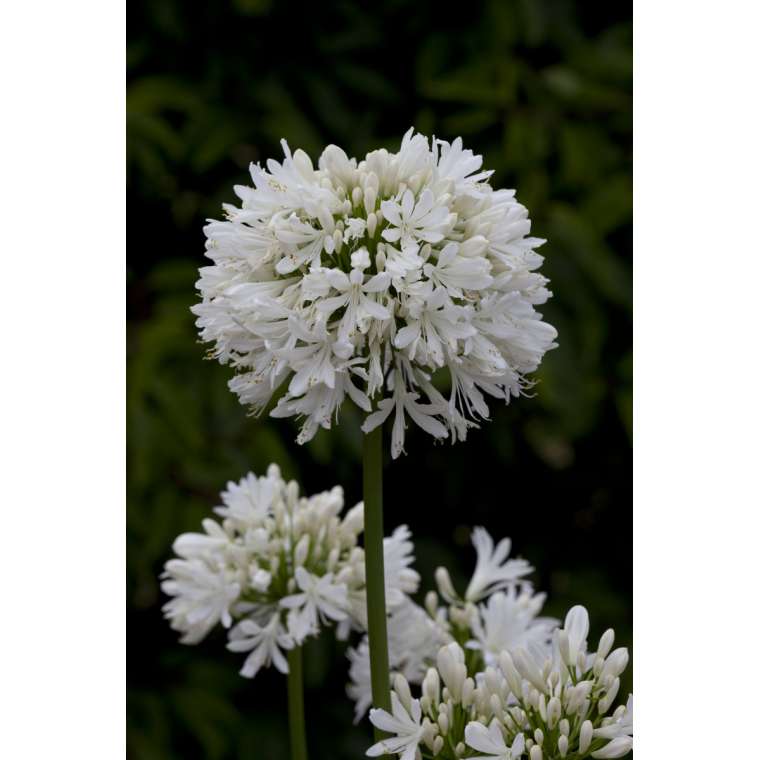 Agapanthus'Snow Cloud' 