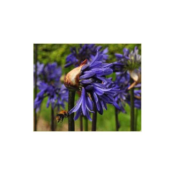 Agapanthus'Septemberhemel' 