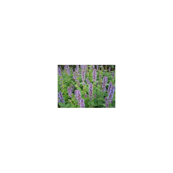 Agastache foeniculum