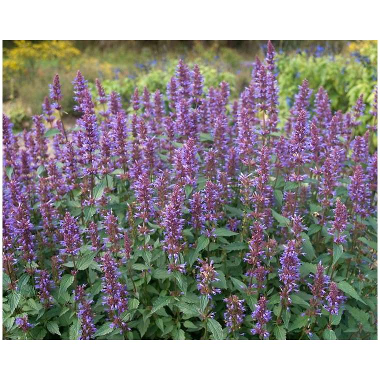 Agastache'Purple Haze' 