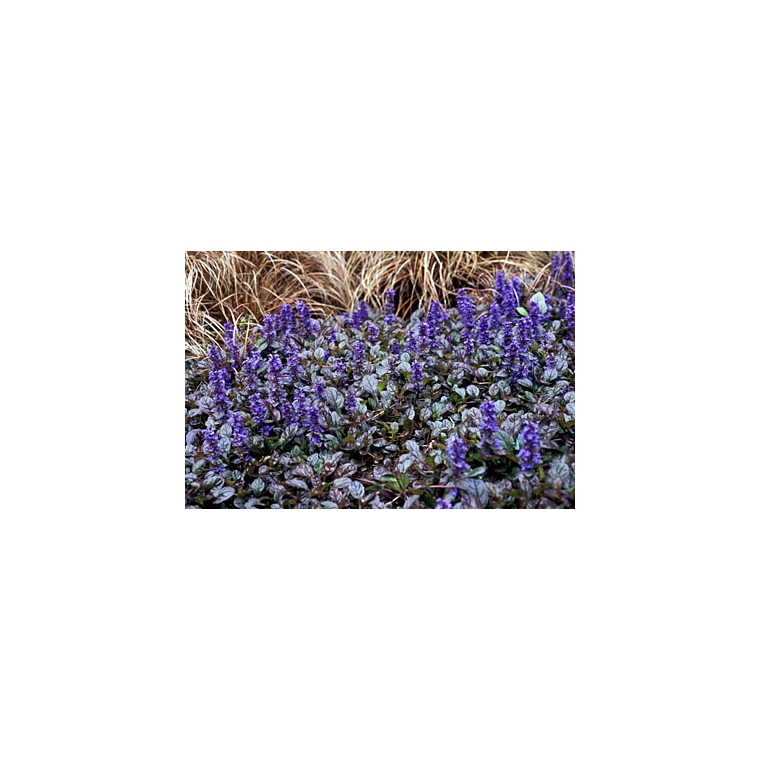 Ajuga reptans'Braunherz'