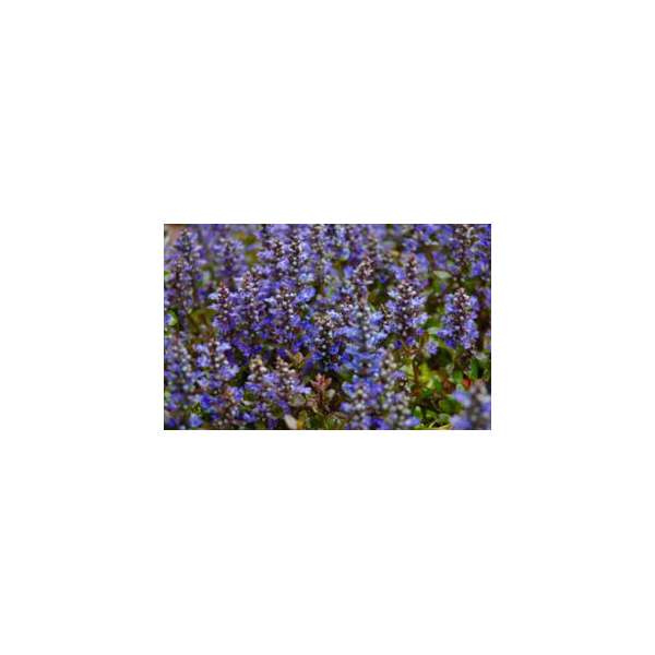 Ajuga replans'Mahogany Mini'