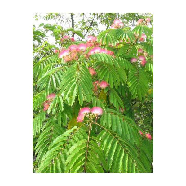 Albizia julbrissin'Ombrella' 