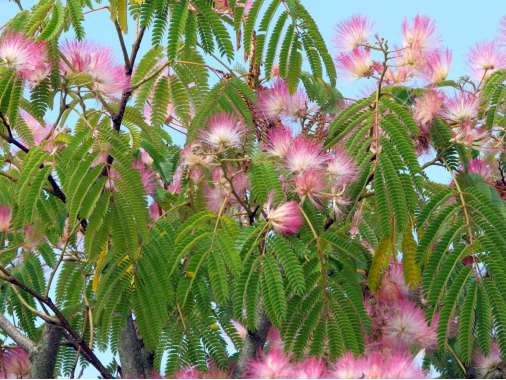 Albizia julibrissin 