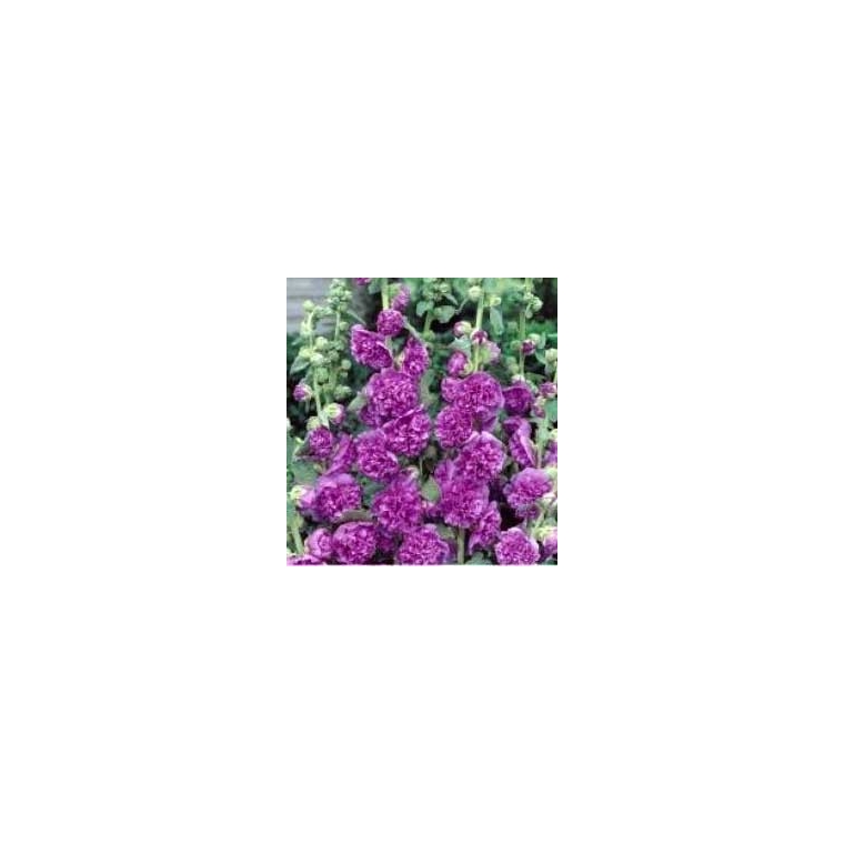 Alcea rosea'Pleniflora violet'