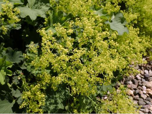 Alchemilla epipsilla