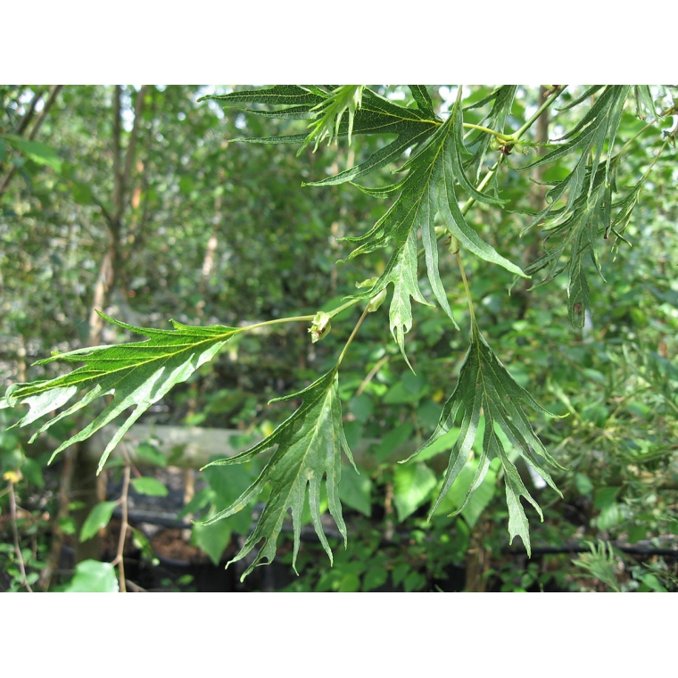 Alnus glutinosa'Imperialis' 