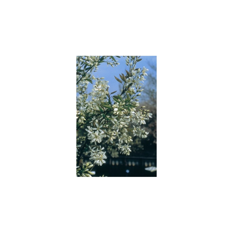 Amelanchier laevis'Ballerina' 