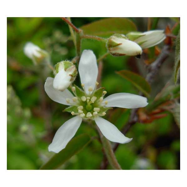 Amelanchier grandiflorum'Prince William' 