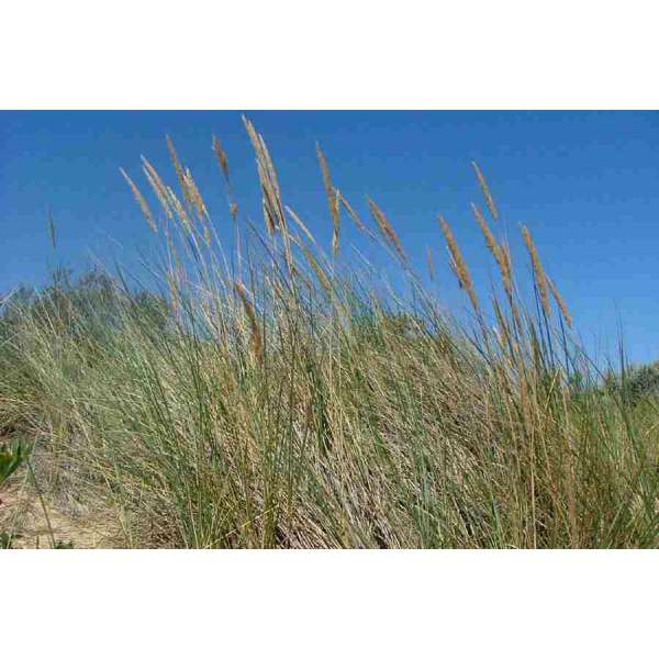 Ammophila arenaria 